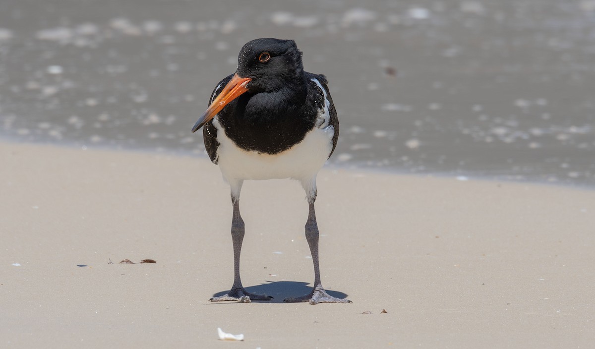 Pied Oystercatcher - ML618809677