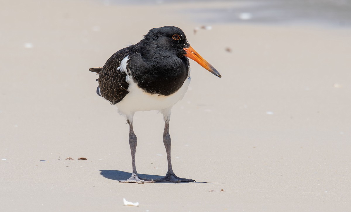 Pied Oystercatcher - Philip Griffin