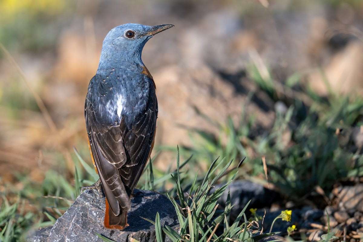 Rufous-tailed Rock-Thrush - Eren Aksoylu