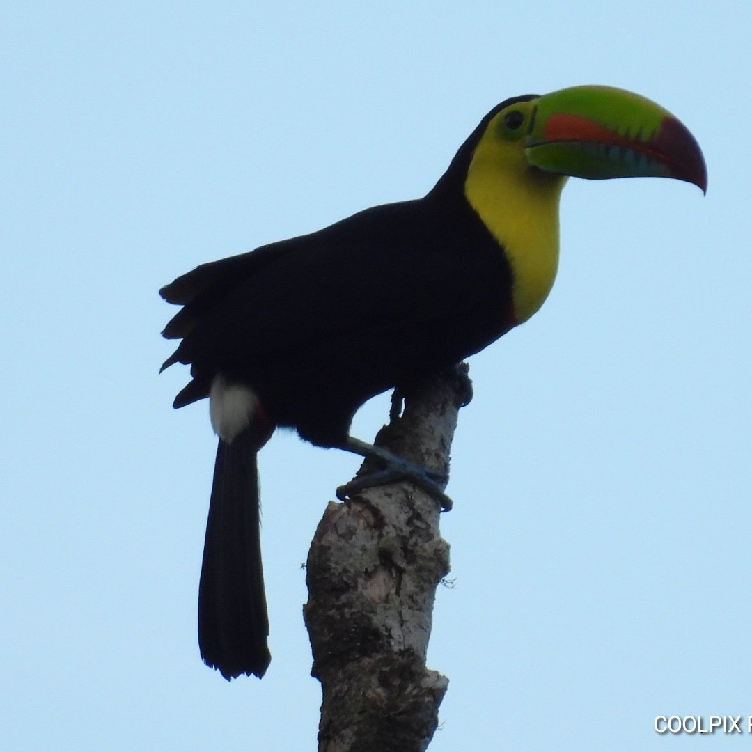 Keel-billed Toucan - Nelva de Daly