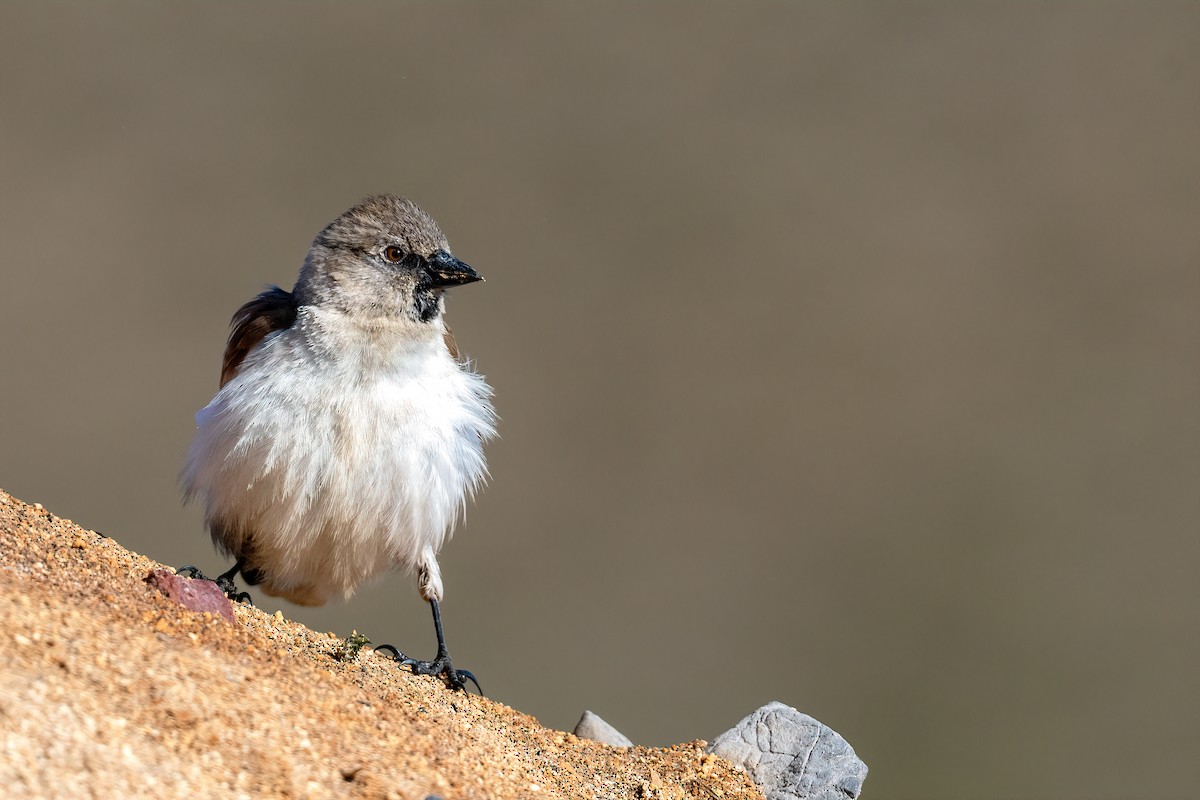 White-winged Snowfinch - Eren Aksoylu