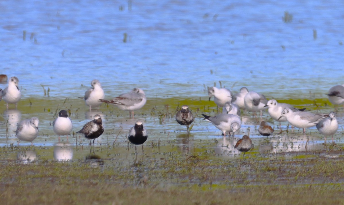 Bonaparte's Gull - Aldo Bertucci