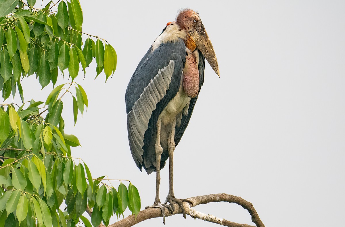 Greater Adjutant - James Moore (Maryland)