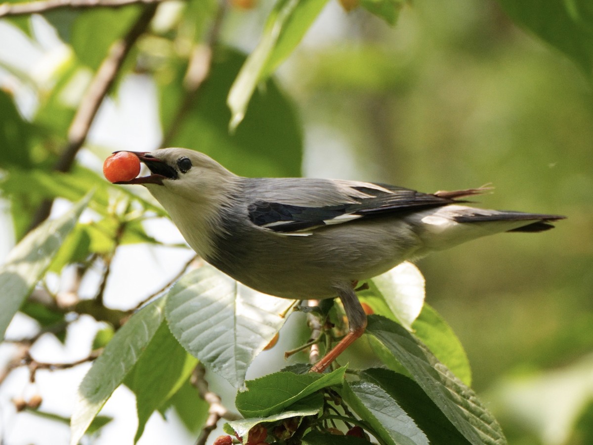 Red-billed Starling - Ling Gan