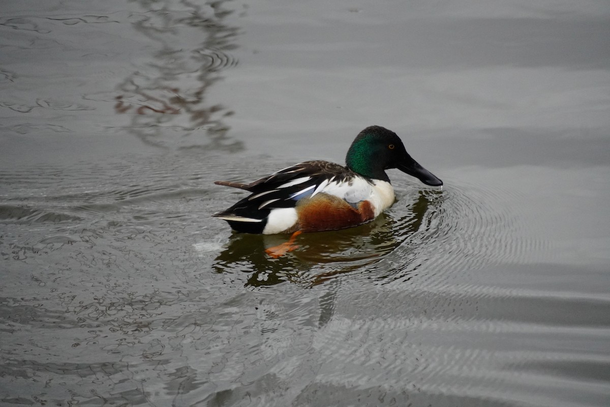 Northern Shoveler - Nadège Langet