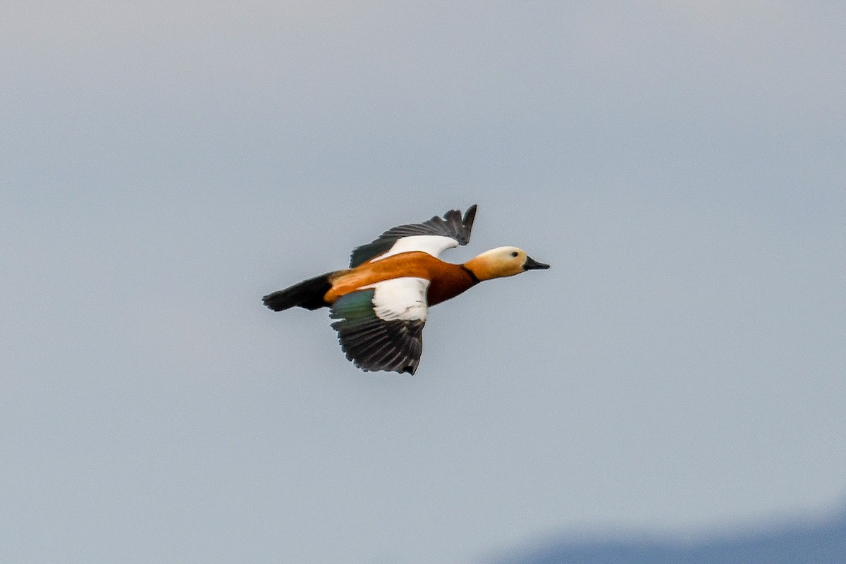 Ruddy Shelduck - Bill Asteriades