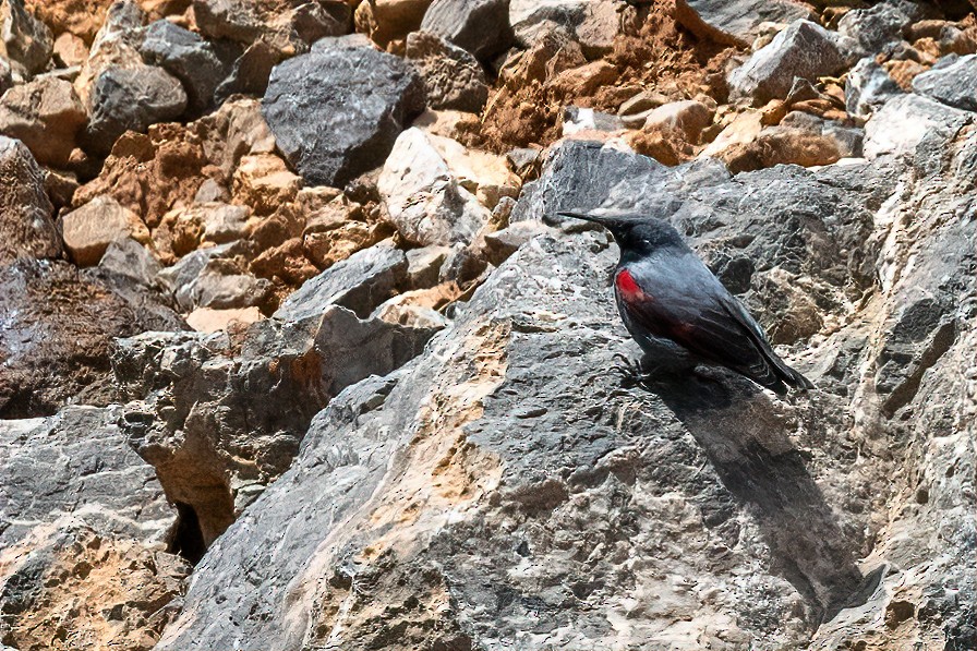 Wallcreeper - ML618809729