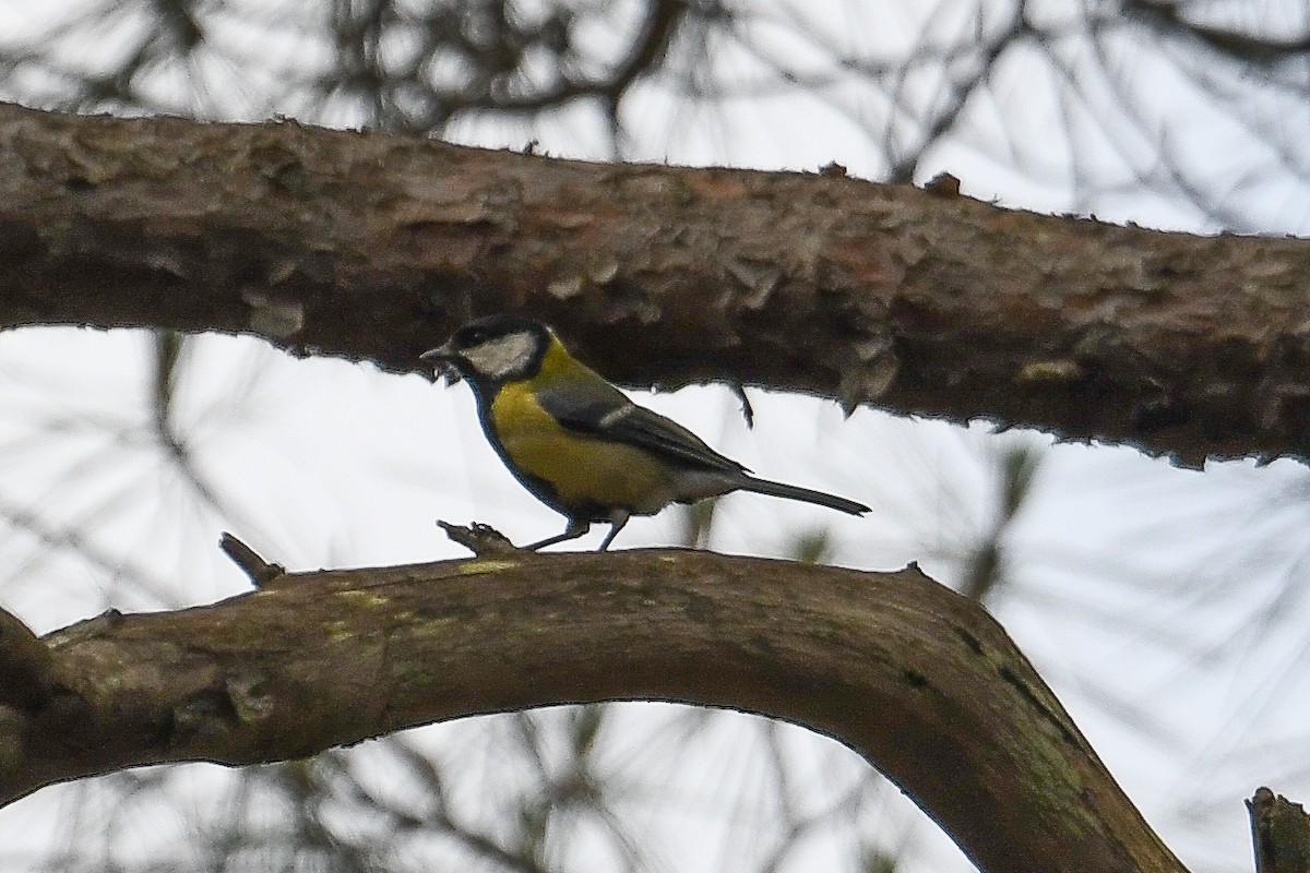 Eurasian Blue Tit - Bill Asteriades