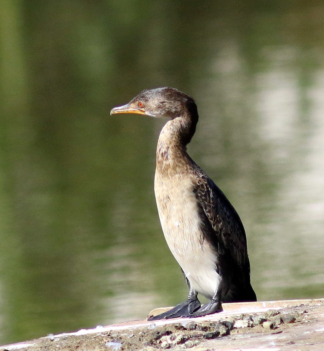 Long-tailed Cormorant - Sue Oertli