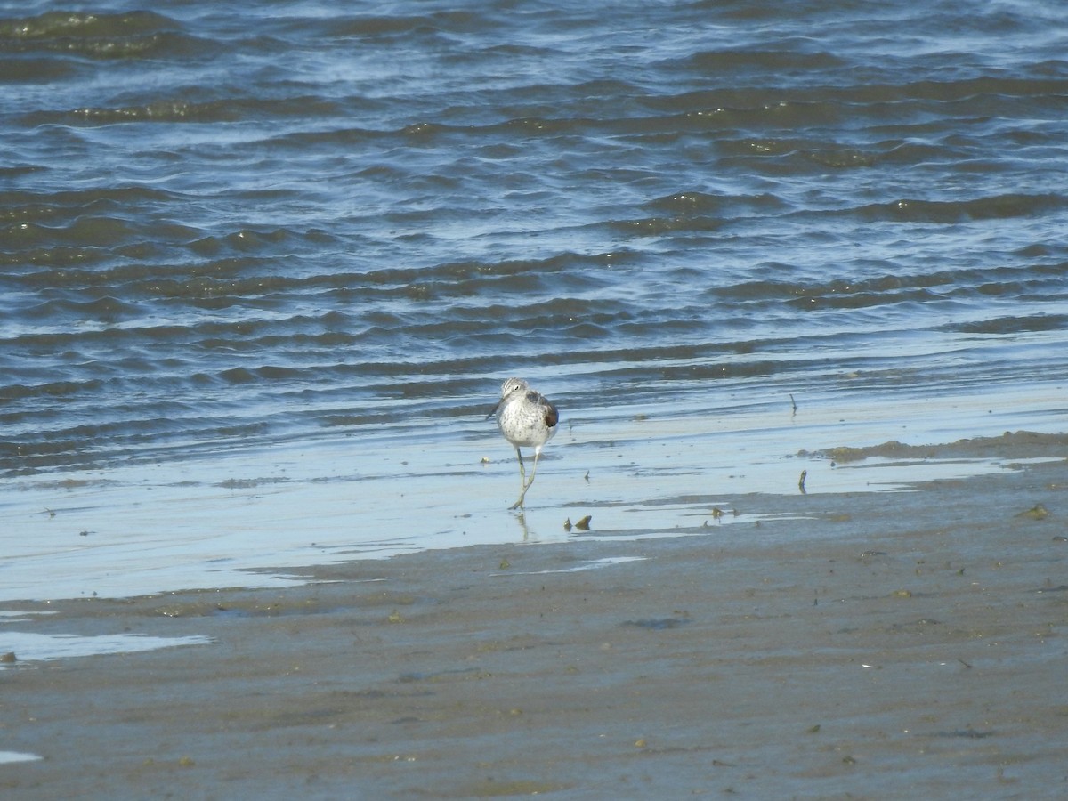 Common Greenshank - YUMIKO MATSUMOTO