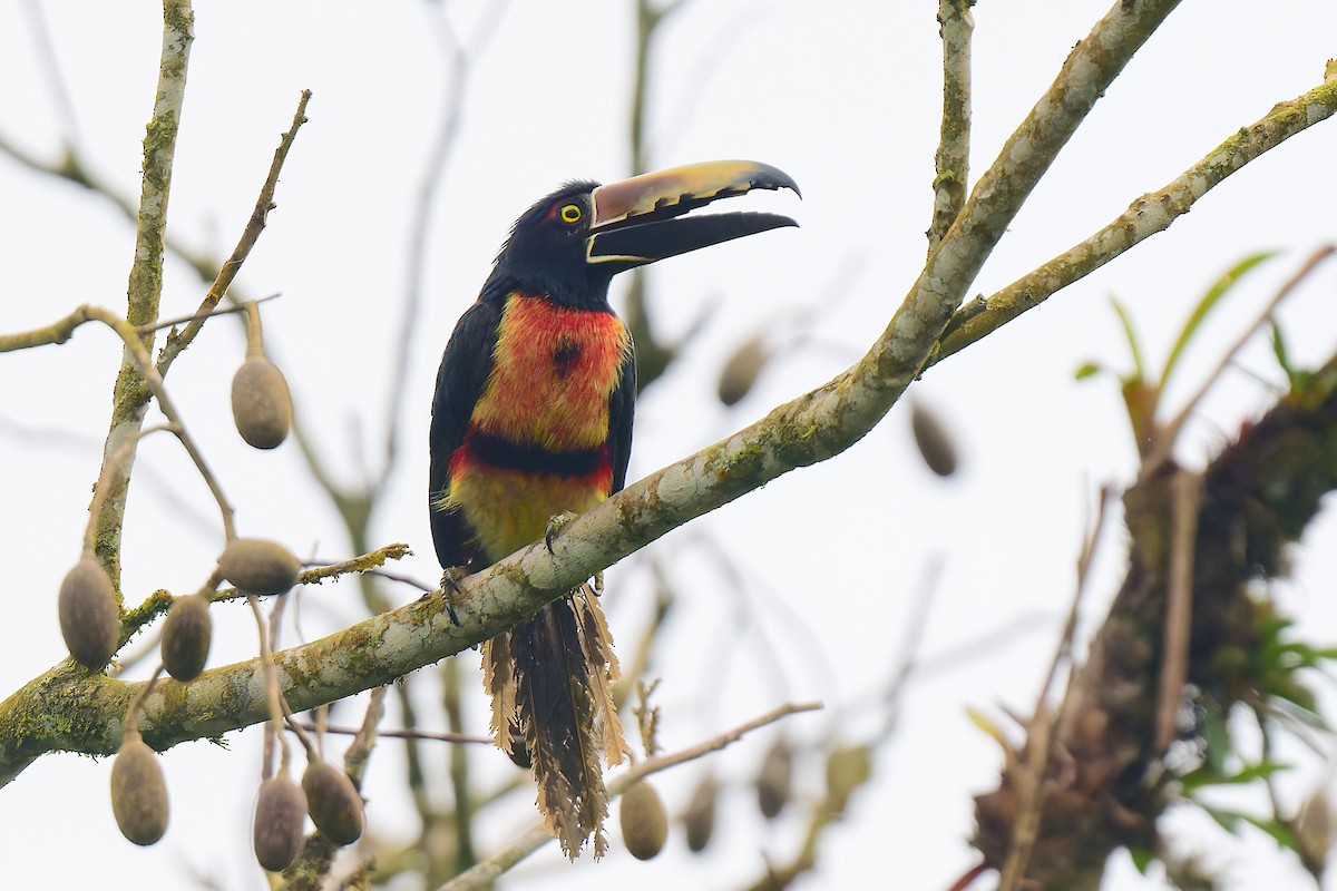 Collared Aracari (Collared) - Zbigniew Wnuk