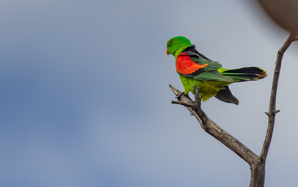 Red-winged Parrot - Geoff Dennis