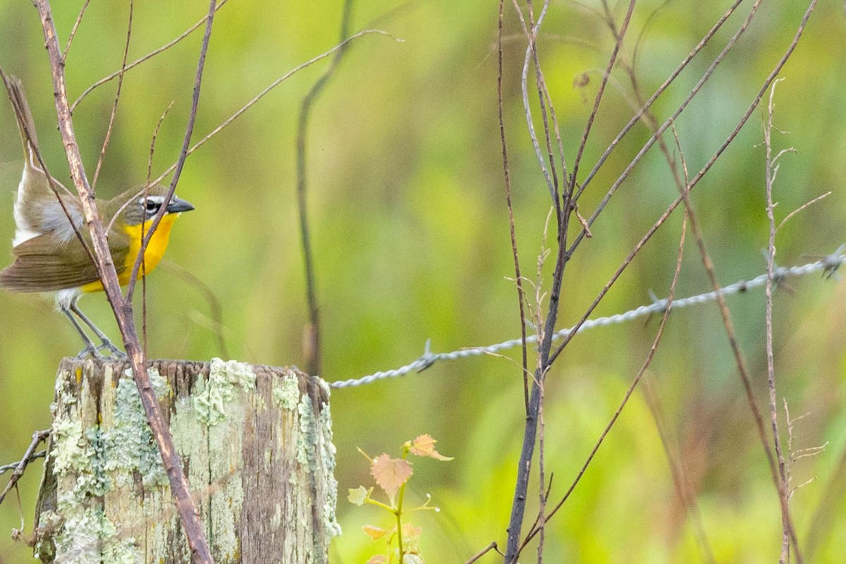 Yellow-breasted Chat - Sean Leahy