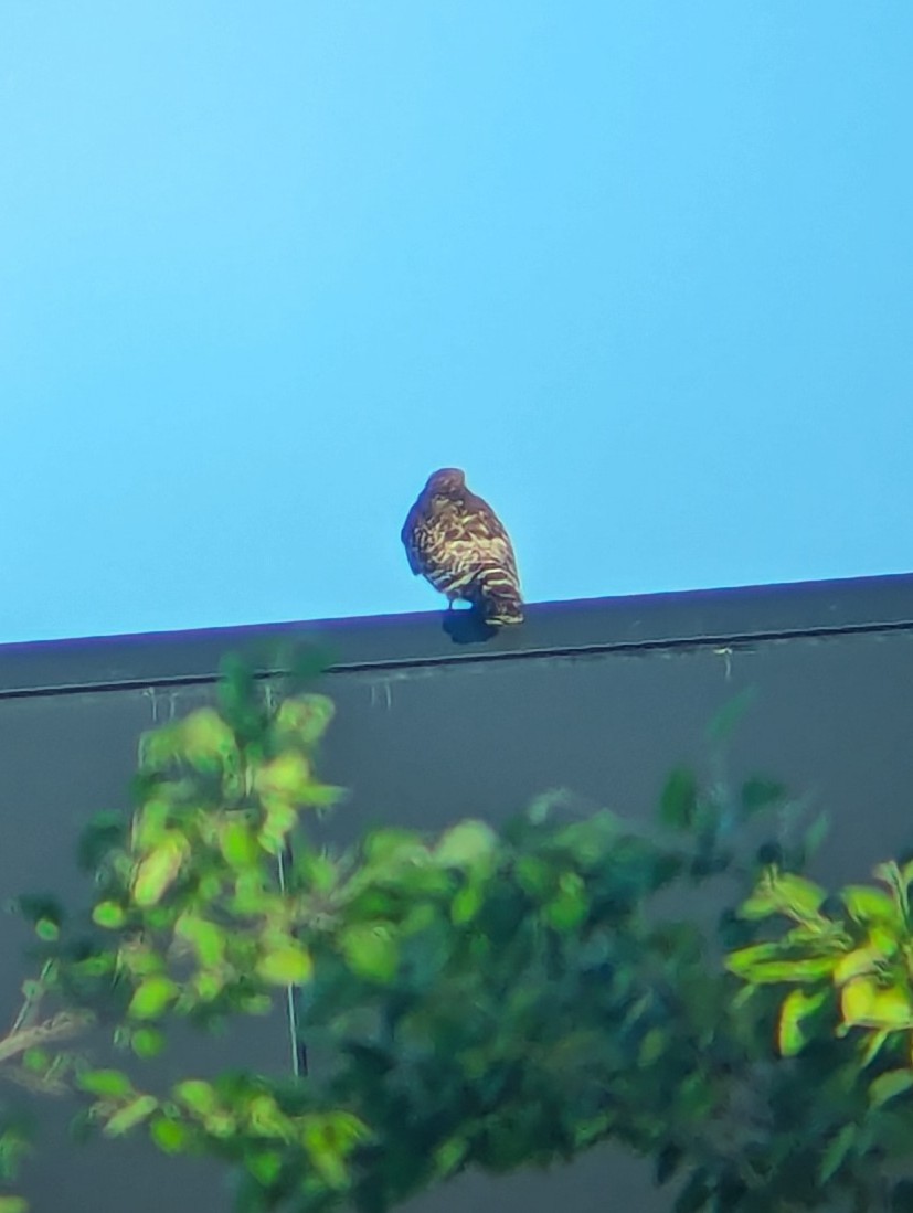 Red-shouldered Hawk - Jedediah Smith