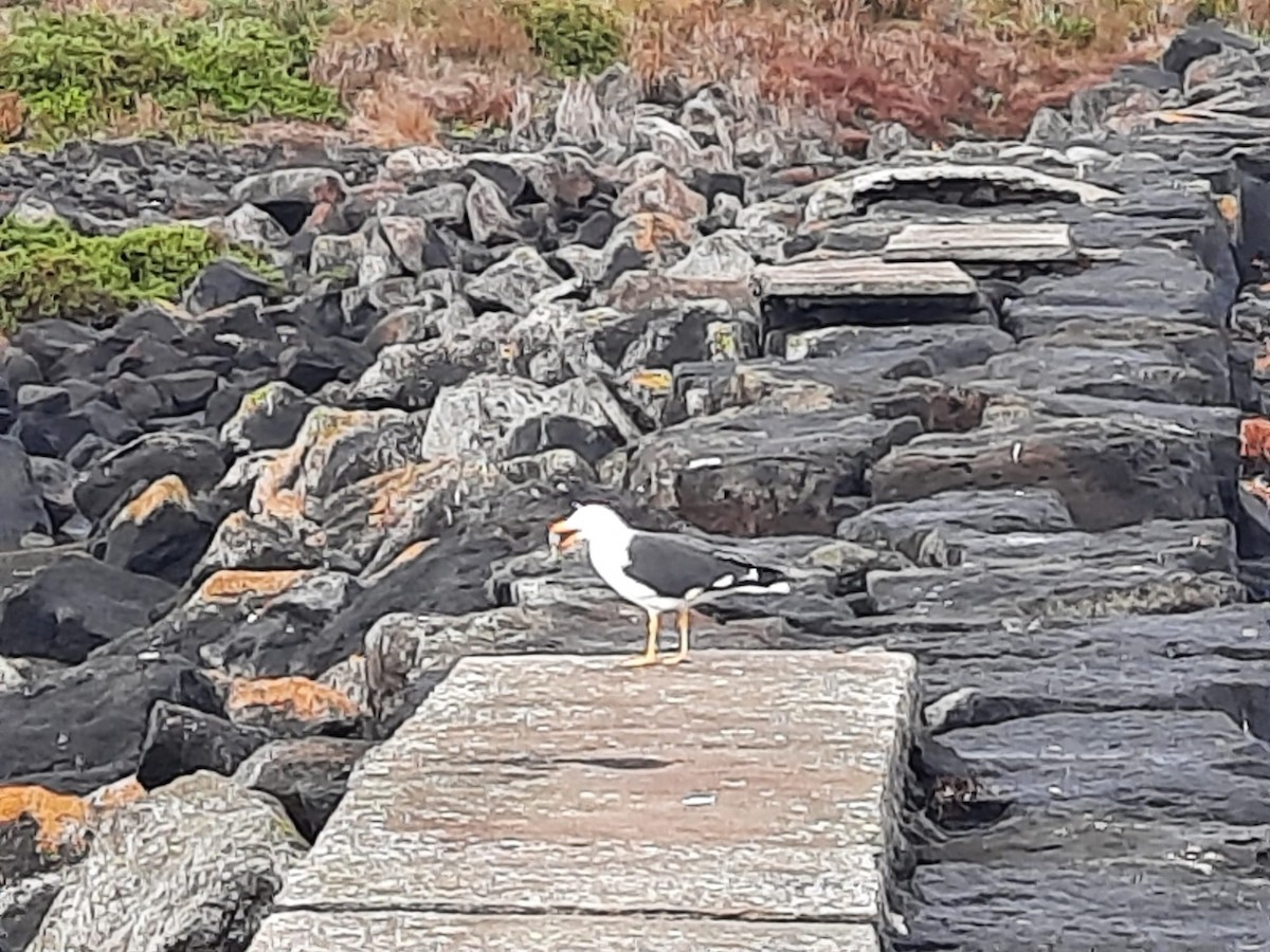 Pacific Gull - Clive Curson