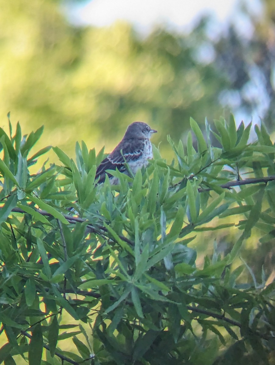 Northern Mockingbird - Jedediah Smith