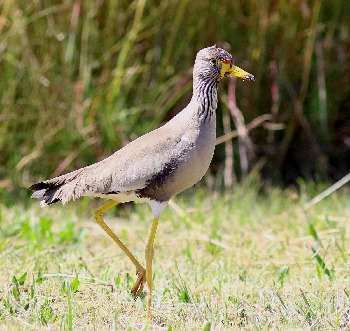 Wattled Lapwing - ML618809819