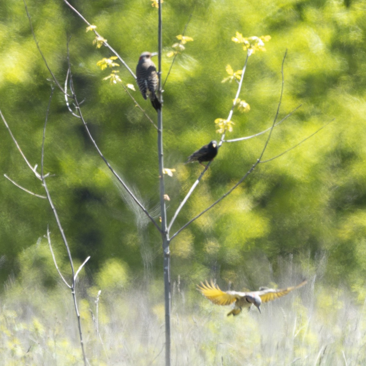 Northern Flicker - ML618809828