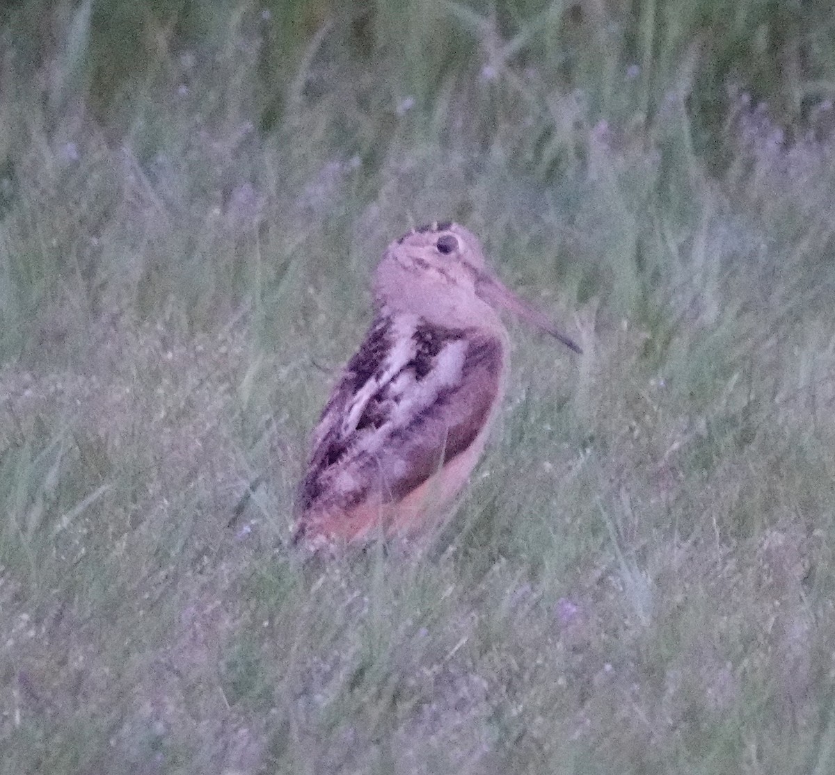 American Woodcock - ML618809829