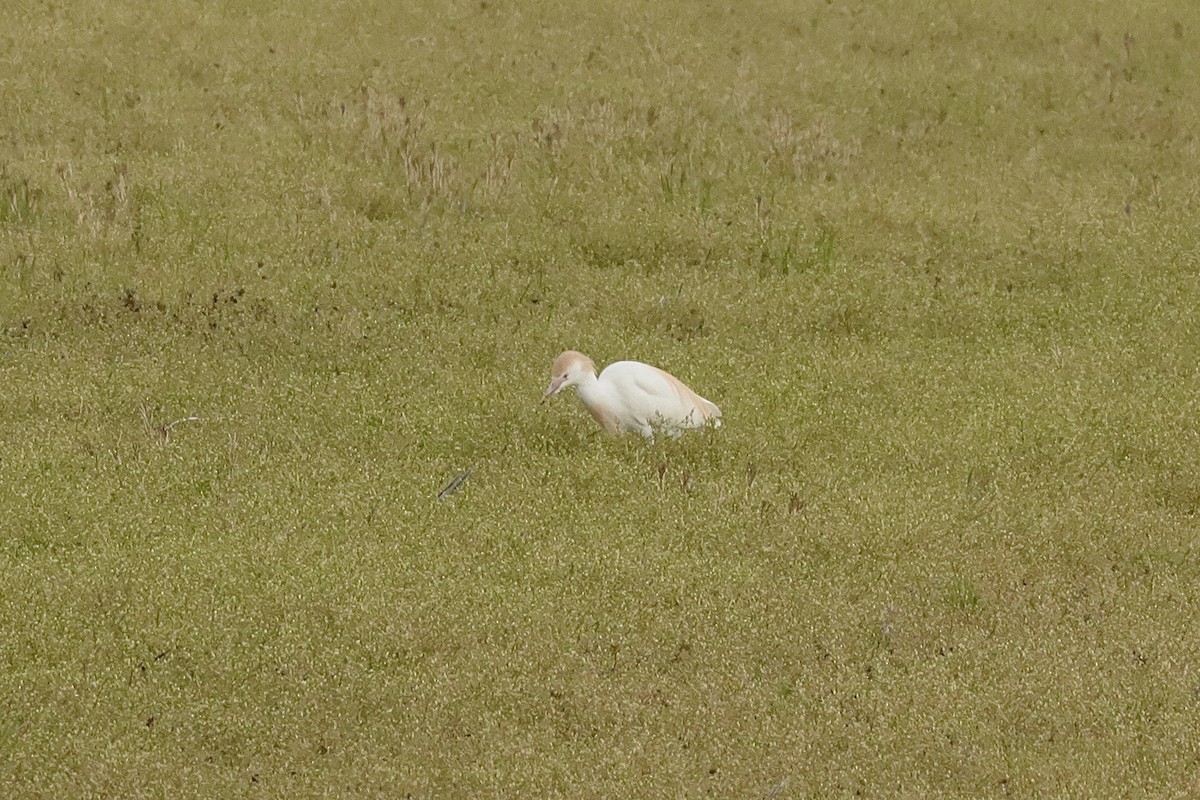 Western Cattle Egret - Fred Grenier