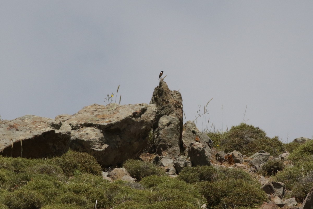 European Stonechat - Olivier Laporte