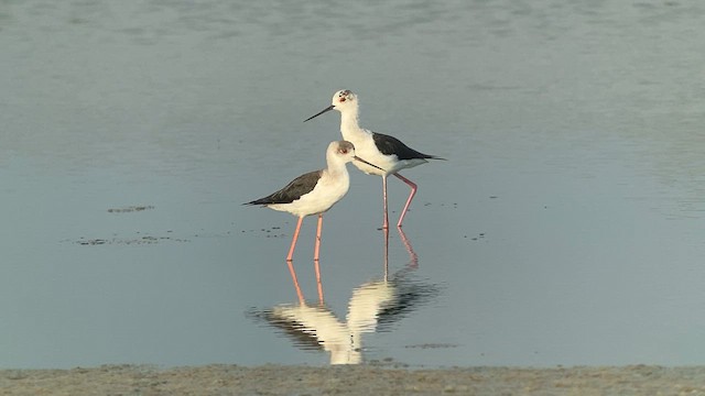 Black-winged Stilt - ML618809837