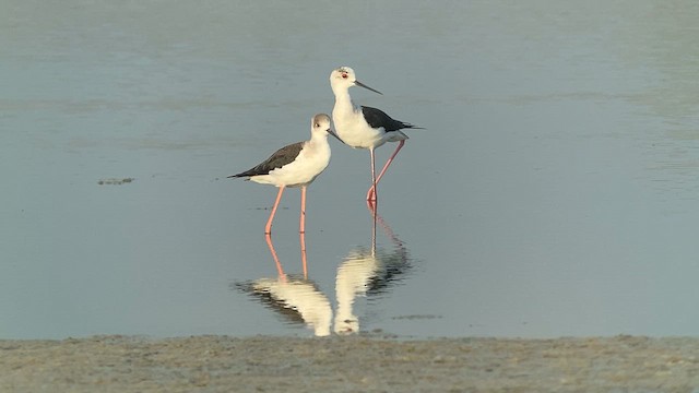 Black-winged Stilt - ML618809838