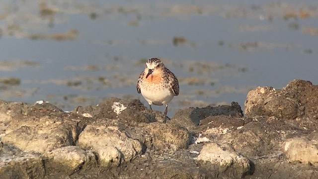 rødstrupesnipe - ML618809845