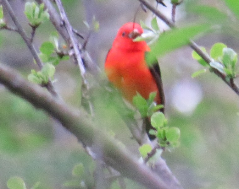 Scarlet Tanager - ML618809847
