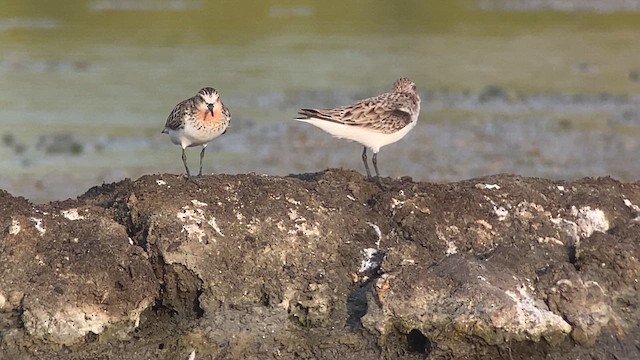 rødstrupesnipe - ML618809848