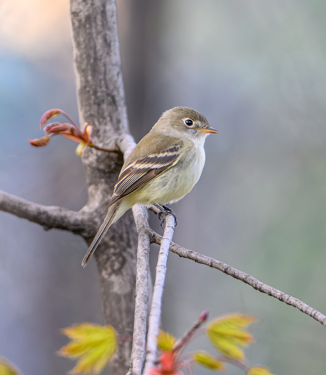 Least Flycatcher - Frederik Gustavsson