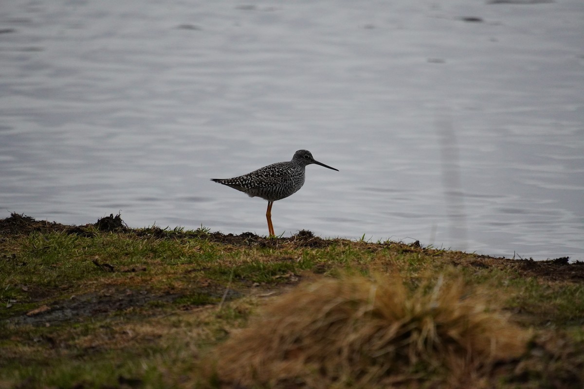 Greater Yellowlegs - Nadège Langet