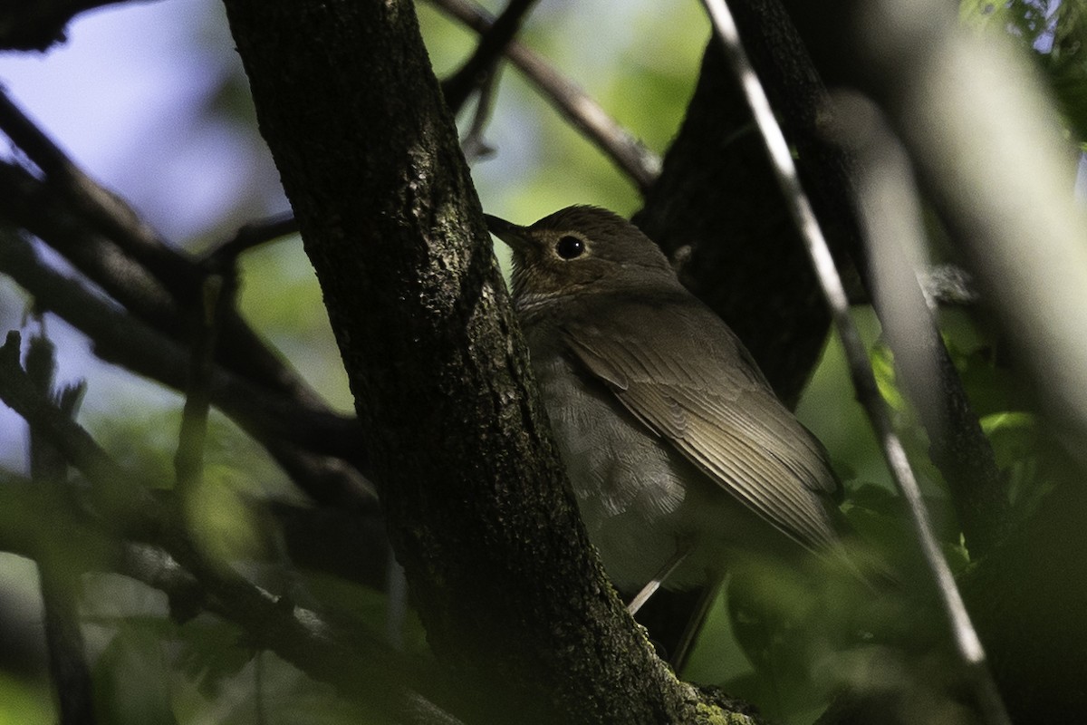 Swainson's Thrush - Else Karlsen