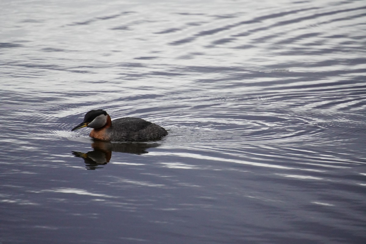 Red-necked Grebe - Nadège Langet