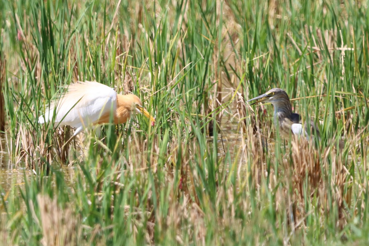 Eastern Cattle Egret - David Morrison