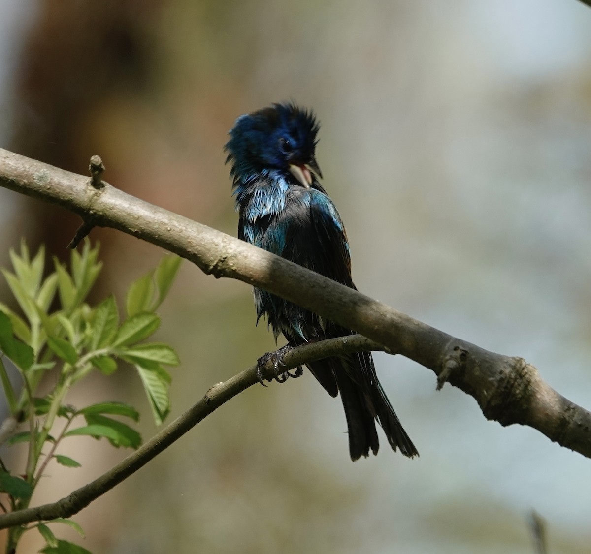 Indigo Bunting - Jill Punches