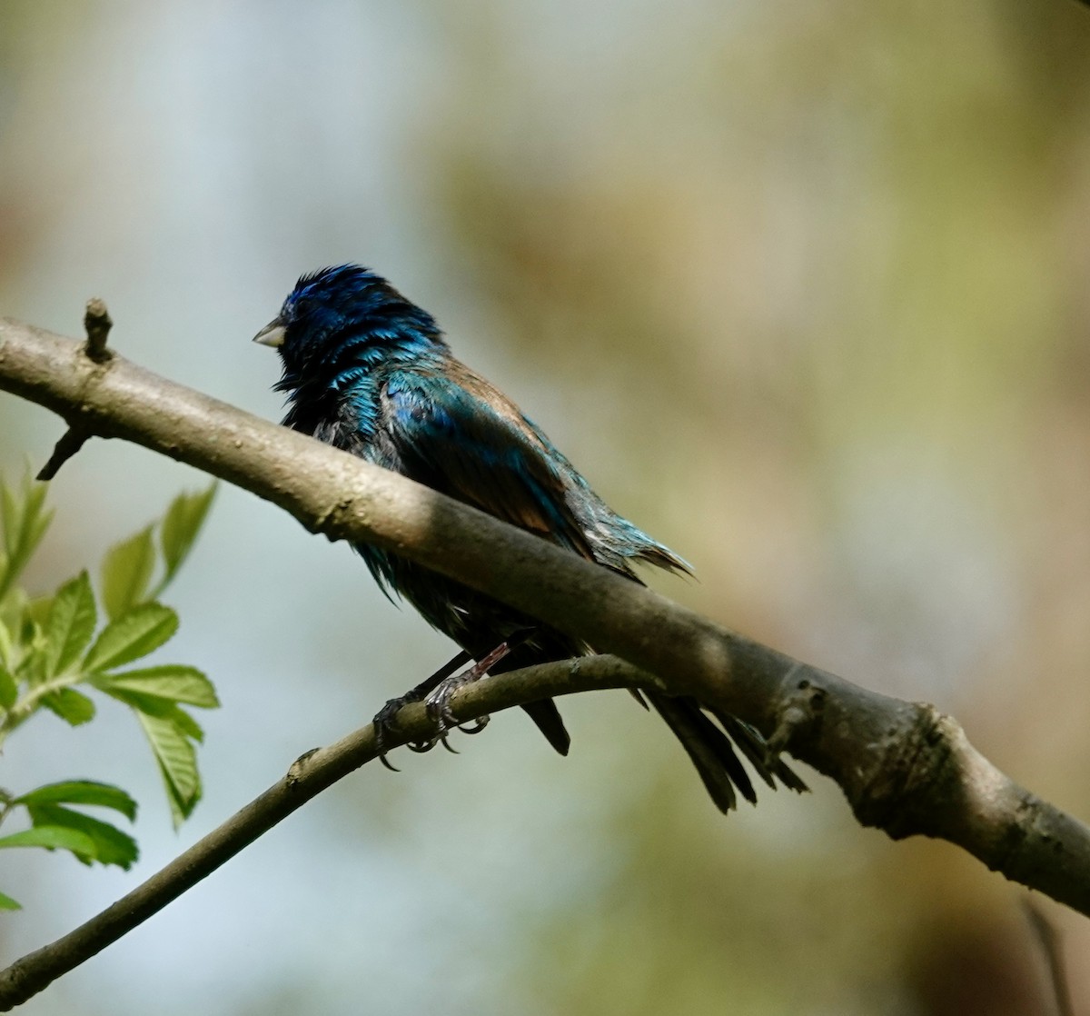 Indigo Bunting - Jill Punches