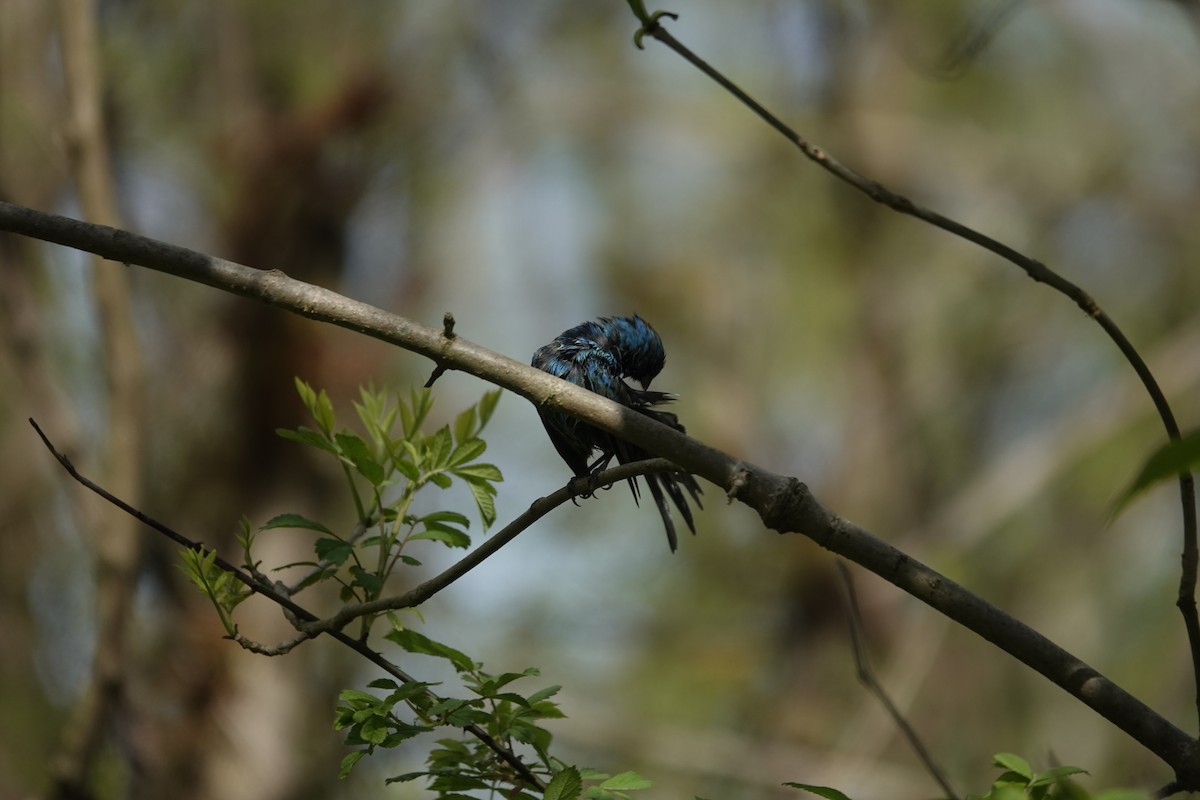 Indigo Bunting - Jill Punches