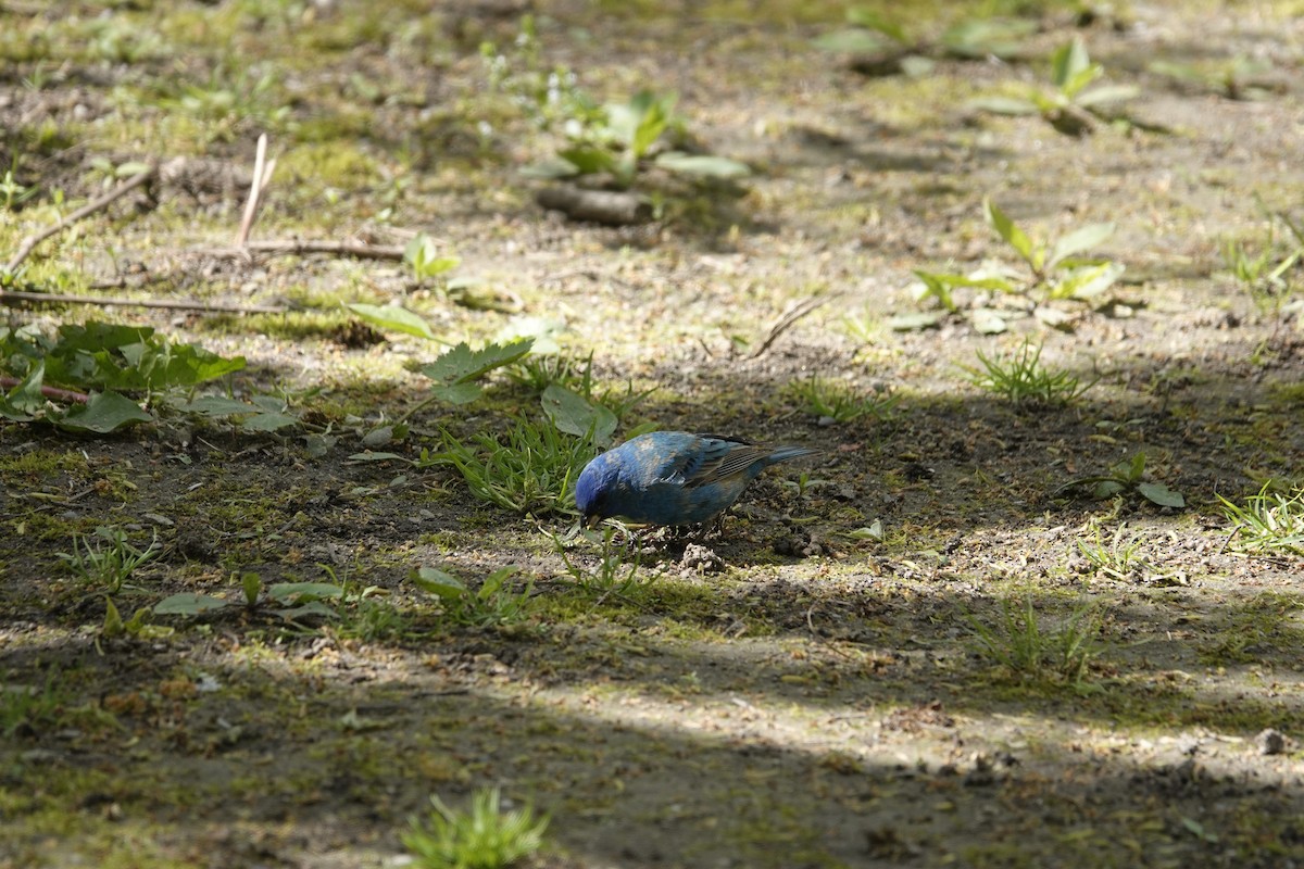 Indigo Bunting - Jill Punches