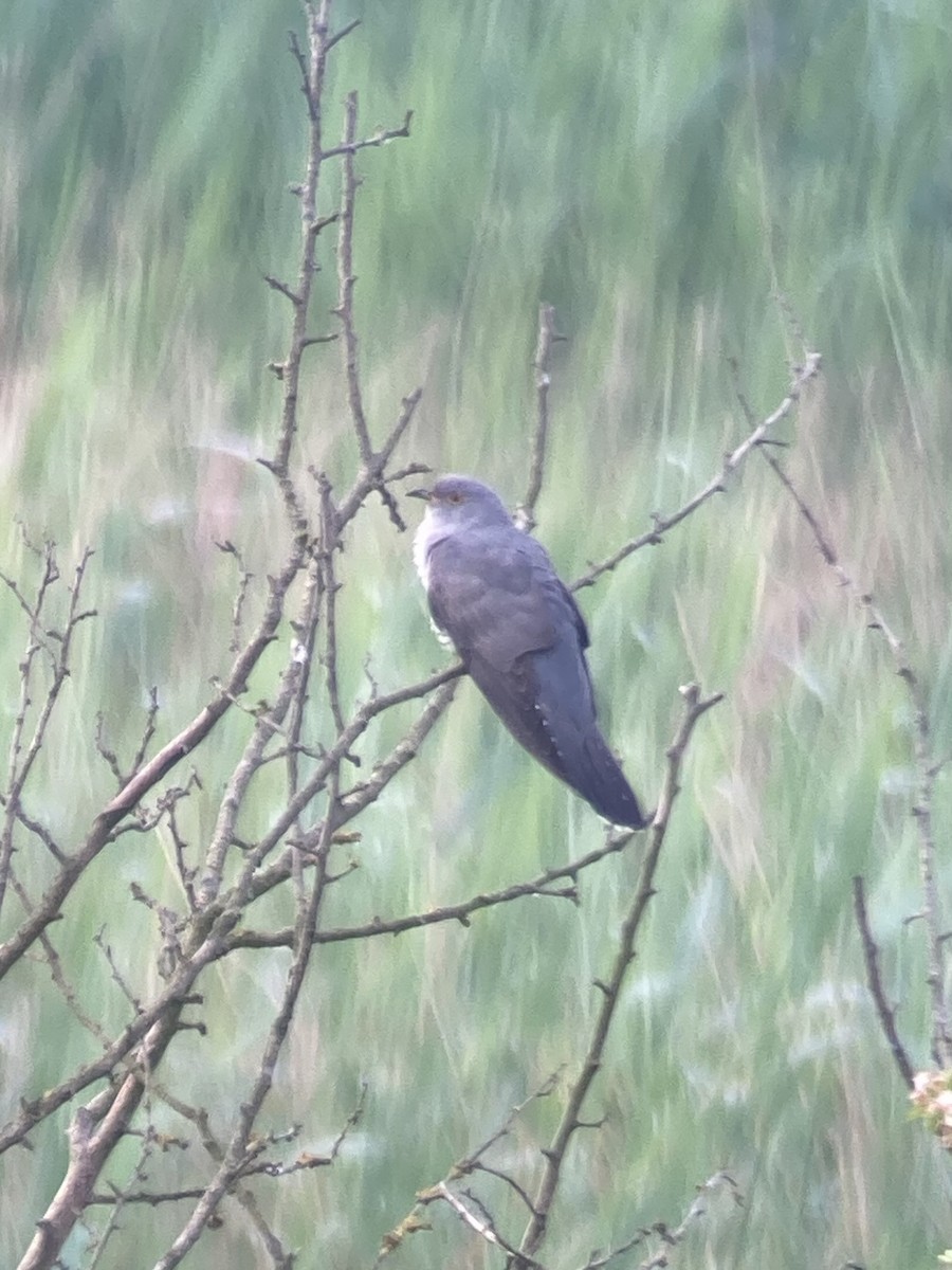 Common Cuckoo - Daniel McDermott