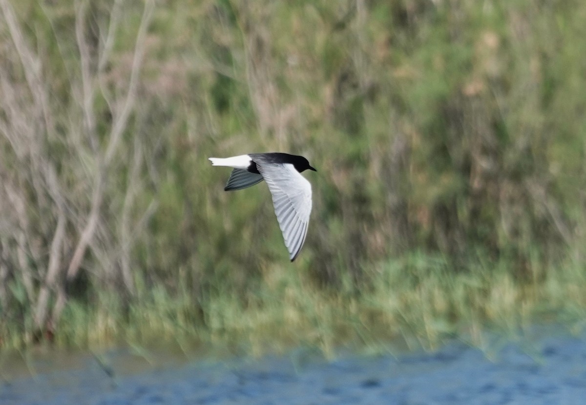 White-winged Tern - Edurne Ugarte