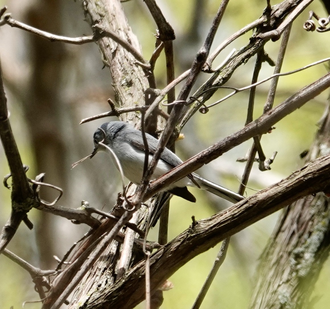 Blue-gray Gnatcatcher - Jill Punches