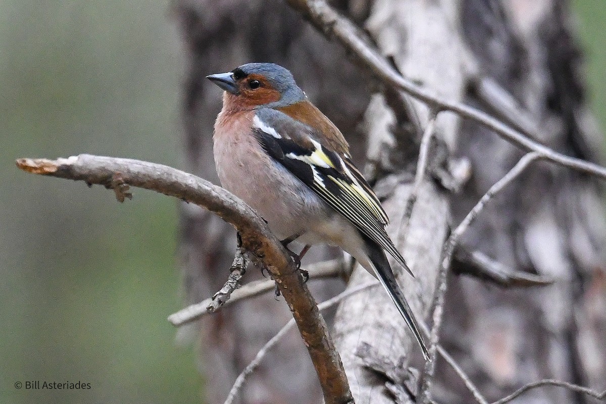 Common Chaffinch - Bill Asteriades