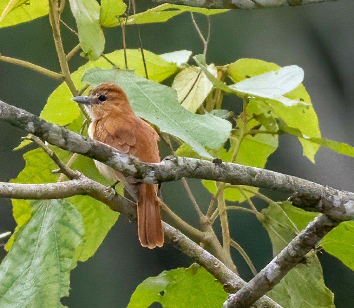 Cinnamon Becard - Tracy Kaminer