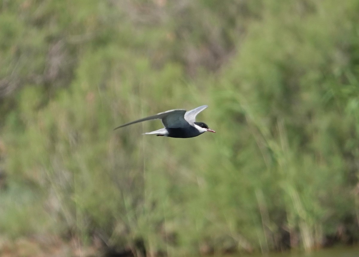 Whiskered Tern - Edurne Ugarte