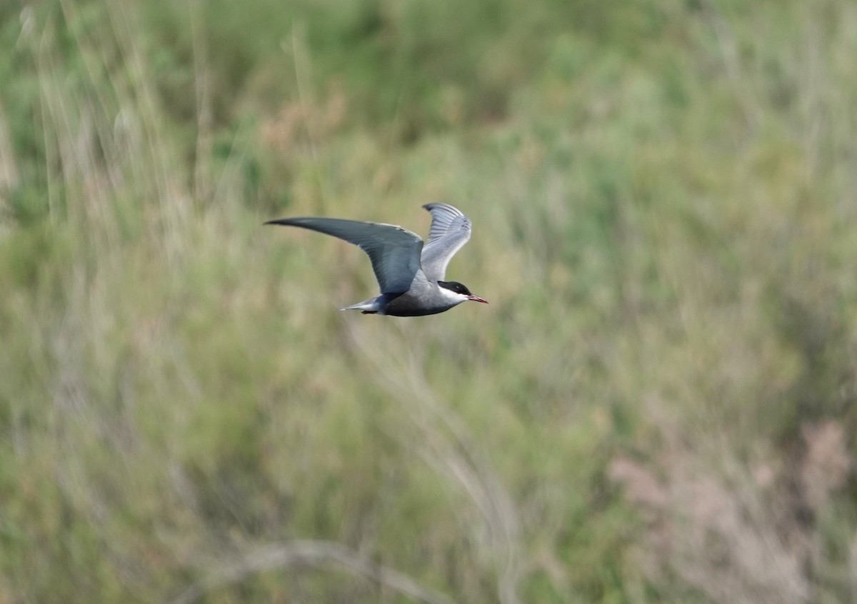 Whiskered Tern - Edurne Ugarte