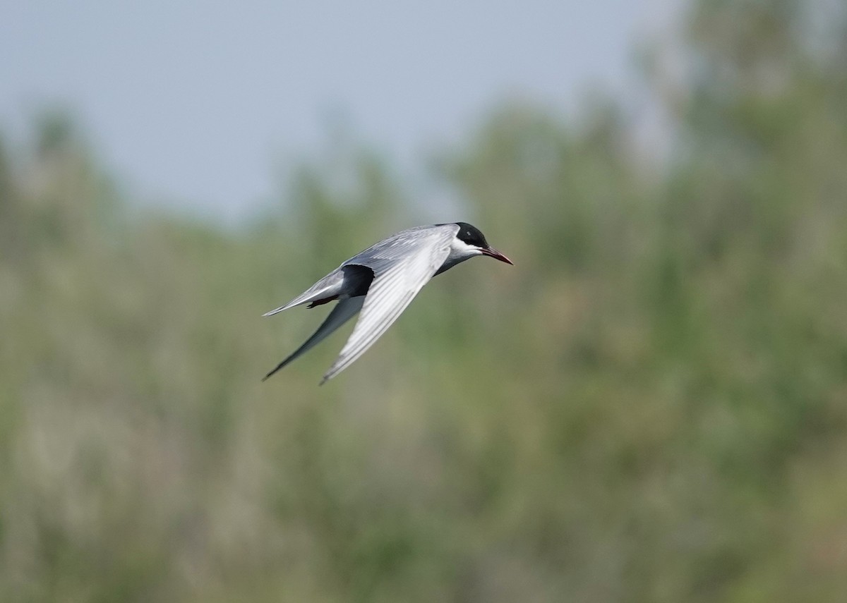 Whiskered Tern - Edurne Ugarte