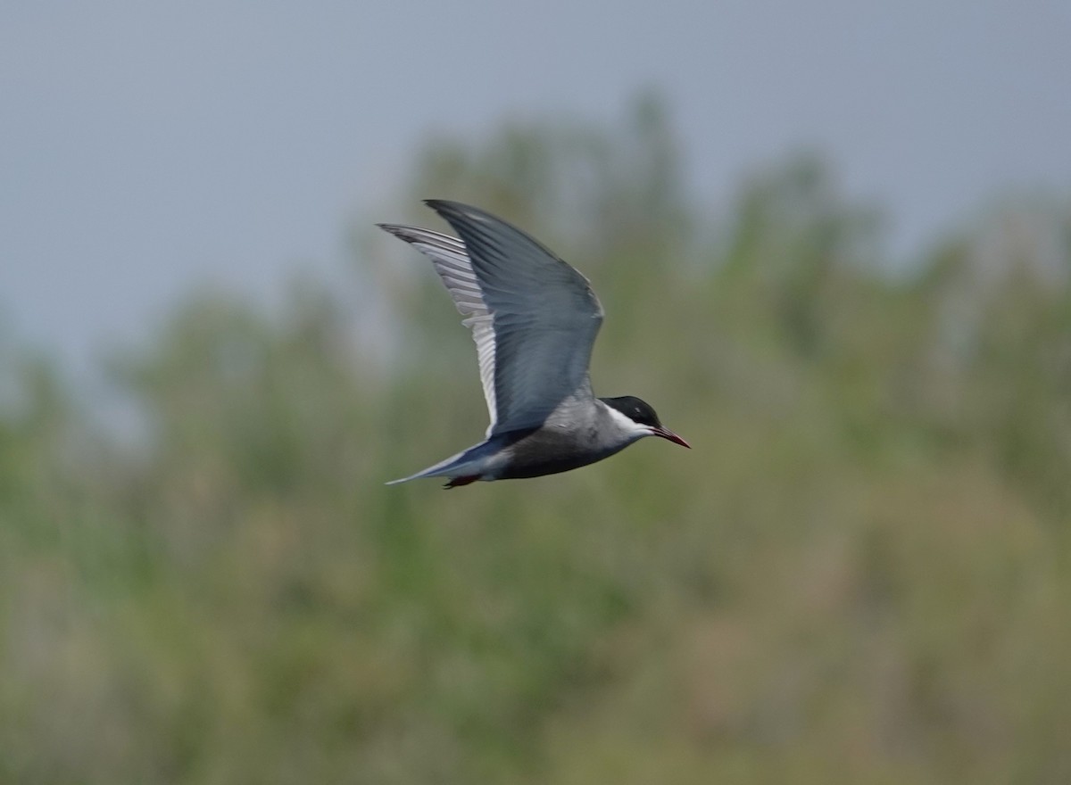 Whiskered Tern - Edurne Ugarte