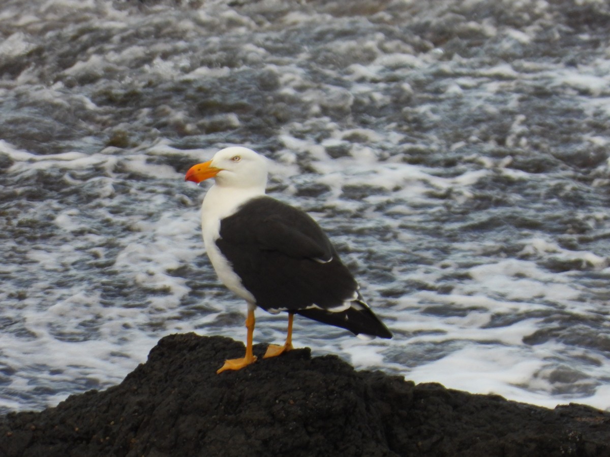 Pacific Gull - Andrew Guy