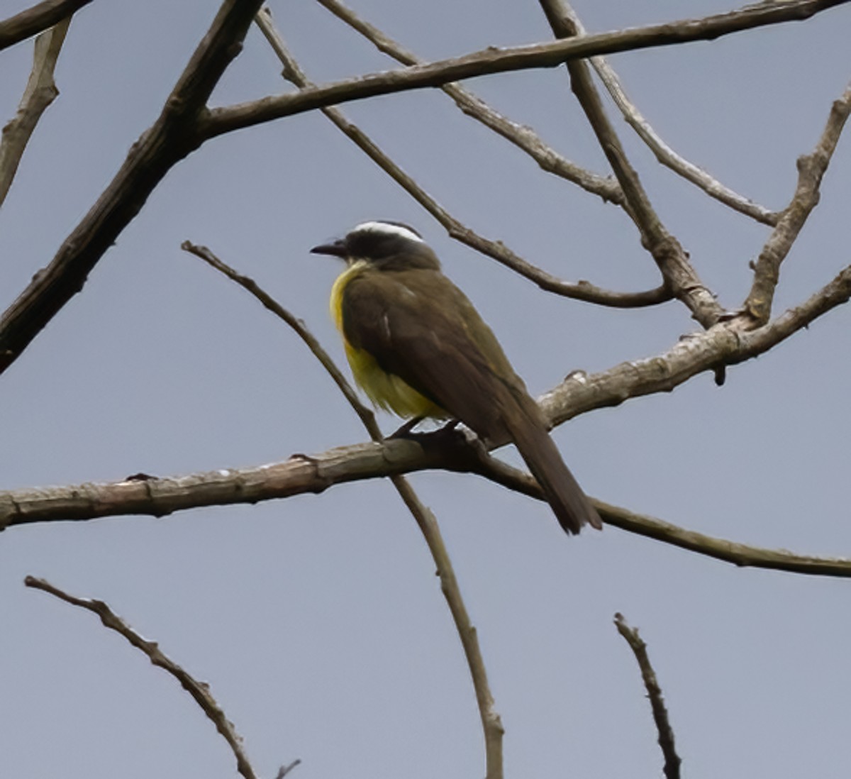 Social Flycatcher - Tracy Kaminer